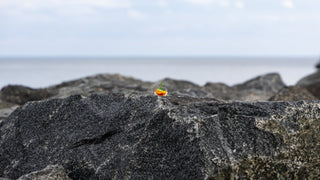 Time For a Pumpkin Sprinkle!