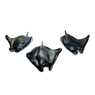 TB Manta Rays