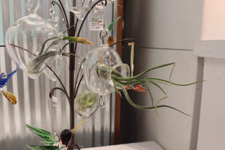 Hanging Air Plant Holders - Lake Superior Art Glass