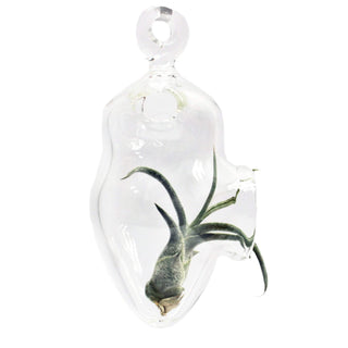 Hanging Air Plant Holders - Lake Superior Art Glass